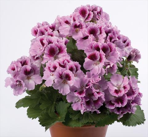 photo of flower to be used as: Patio, pot Pelargonium grandiflorum pac® Aristo® Orchid