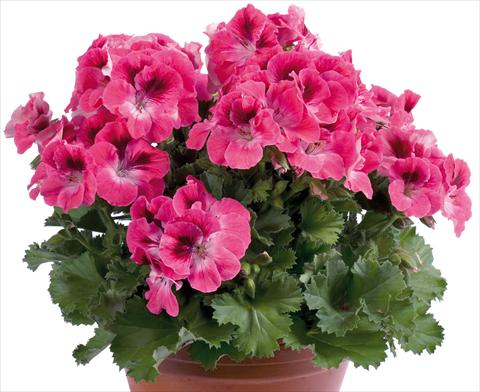photo of flower to be used as: Patio, pot Pelargonium grandiflorum pac® Aristo® Salmon