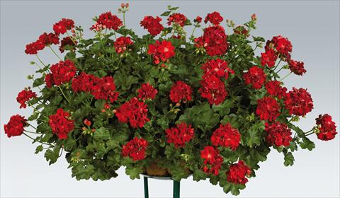 photo of flower to be used as: Pot, patio, basket Pelargonium peltatum pac® Kate