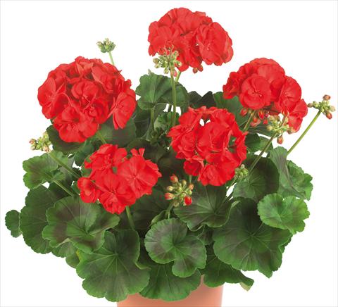 photo of flower to be used as: Pot, bedding, patio Pelargonium zonale Master Idols® fides® Bright Red