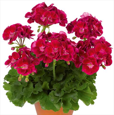 photo of flower to be used as: Pot, bedding, patio Pelargonium zonale pac® Flower Fairy Velvet
