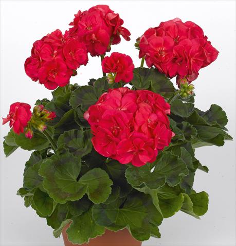 photo of flower to be used as: Pot, bedding, patio Pelargonium zonale pac® Ludo