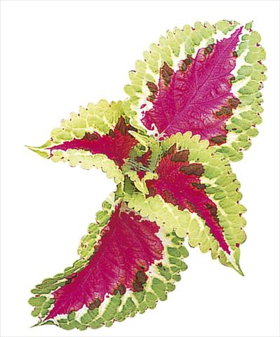 photo of flower to be used as: Bedding / border plant Coleus blumei Fairway Salmon Rose