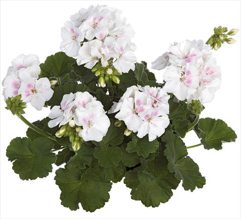 photo of flower to be used as: Pot, bedding, patio Pelargonium zonale Summer Idols® fides® White Blush