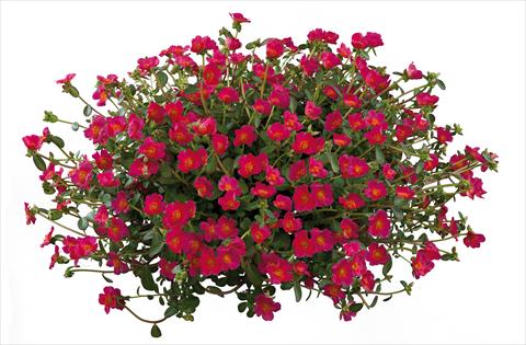 photo of flower to be used as: Bedding, patio, basket Portulaca Pazzaz Deep Pink