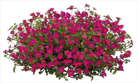 photo of flower to be used as: Bedding, patio, basket Portulaca Pazzaz Fuchsia