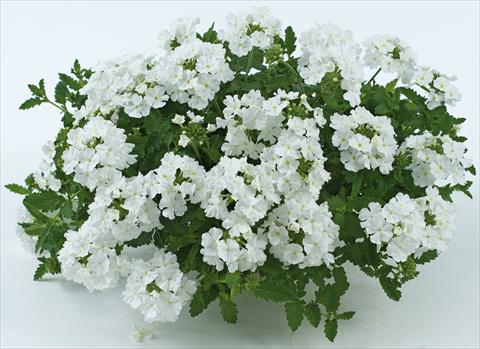 photo of flower to be used as: Pot, patio, basket Verbena Donalena™ Pure White