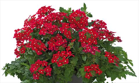 photo of flower to be used as: Pot, patio, basket Verbena Donalena™ Red Lips
