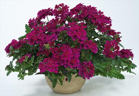 photo of flower to be used as: Pot, patio, basket Verbena Donalena™ Red Wine