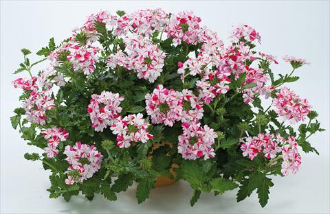 photo of flower to be used as: Pot, patio, basket Verbena Donalena™ Twinkle Deep Pink
