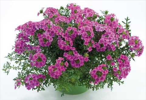 photo of flower to be used as: Pot, patio, basket Verbena Veralena™ Hot Pink