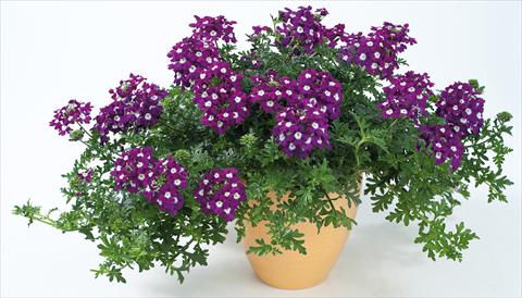 photo of flower to be used as: Pot, patio, basket Verbena Veralena™ Indigo
