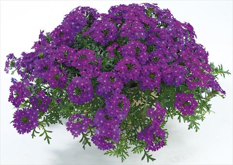 photo of flower to be used as: Pot, patio, basket Verbena Veralena™ Purple Improved