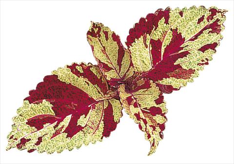 photo of flower to be used as: Bedding / border plant Coleus blumei Fairway Mosaic