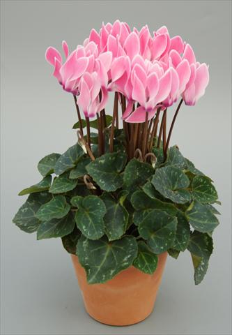 photo of flower to be used as: Pot Cyclamen persicum mini Picola Salmon Flame