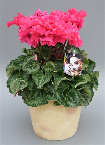 photo of flower to be used as: Pot Cyclamen persicum mini Rocolina Deep Rose