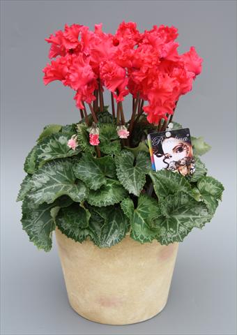photo of flower to be used as: Pot Cyclamen persicum mini Rocolina Deep Salmon