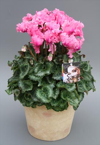 photo of flower to be used as: Pot and bedding Cyclamen persicum midi Rocolina Light Pink