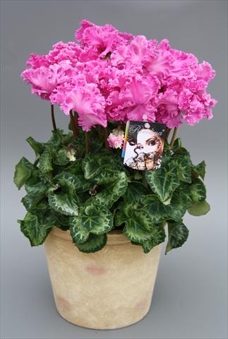 photo of flower to be used as: Pot Cyclamen persicum mini Rocolina Lilac