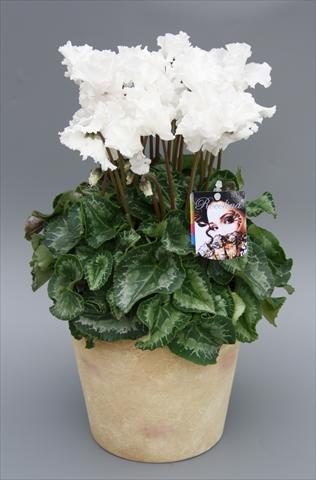 photo of flower to be used as: Pot Cyclamen persicum mini Rocolina White