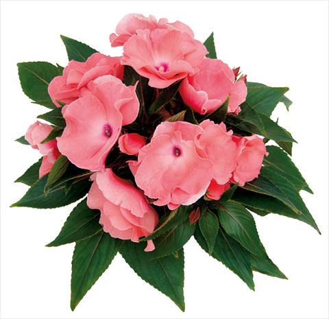photo of flower to be used as: Pot, bedding, patio, basket Impatiens N. Guinea Rokoko Charlotte