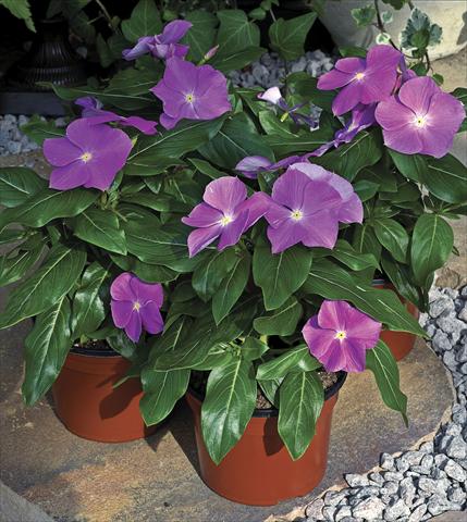 photo of flower to be used as: Pot and bedding Catharanthus roseus - Vinca Cora F1 Deep Lavander