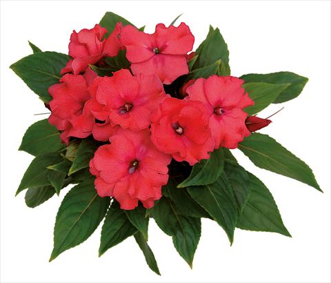 photo of flower to be used as: Pot, bedding, patio, basket Impatiens N. Guinea Rokoko Constanze