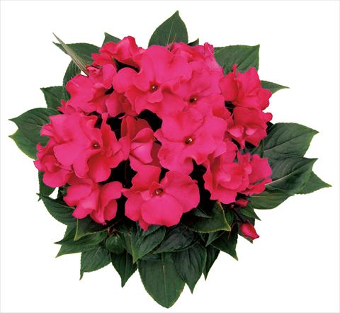 photo of flower to be used as: Pot, bedding, patio, basket Impatiens N. Guinea Rokoko Isabeau