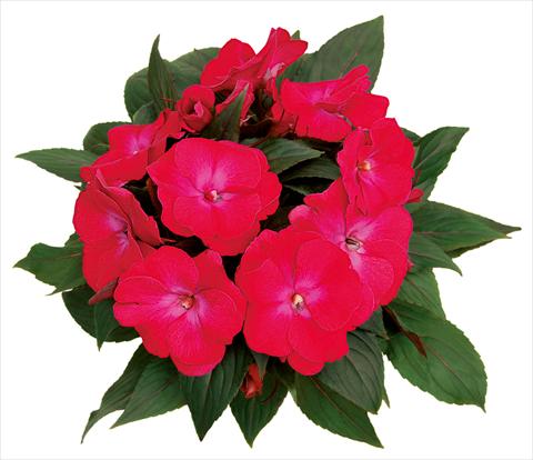 photo of flower to be used as: Pot, bedding, patio, basket Impatiens N. Guinea Rokoko Madeleine