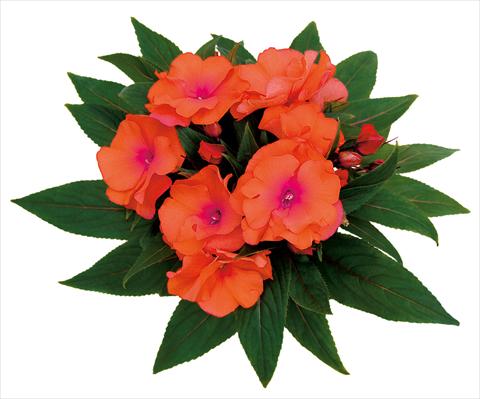photo of flower to be used as: Pot, bedding, patio, basket Impatiens N. Guinea Rokoko Theresia