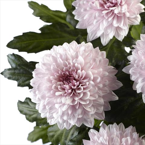 photo of flower to be used as:   Chrysanthemum Dante