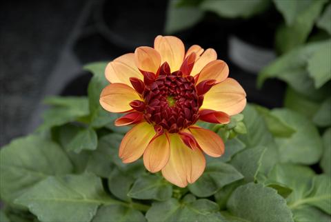 photo of flower to be used as: Pot and bedding Dahlia Dahlietta Delicious Goldie