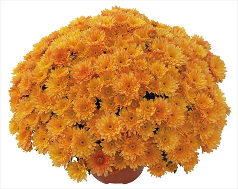 photo of flower to be used as: Pot and bedding Chrysanthemum Elephantine Abricot