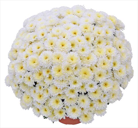 photo of flower to be used as: Pot and bedding Chrysanthemum Elephantine Blanc