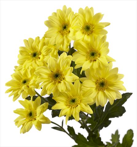 photo of flower to be used as:   Chrysanthemum Gabbana Yellow
