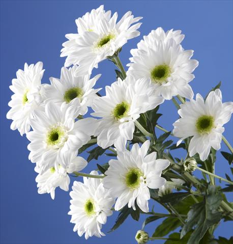 photo of flower to be used as:   Chrysanthemum Gabbana