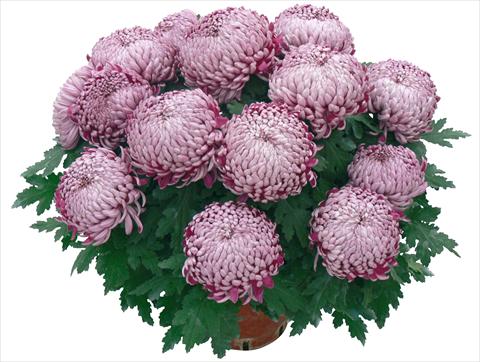 photo of flower to be used as: Pot and bedding Chrysanthemum Olebo