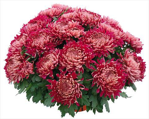 photo of flower to be used as: Pot and bedding Chrysanthemum Romy Bordeaux