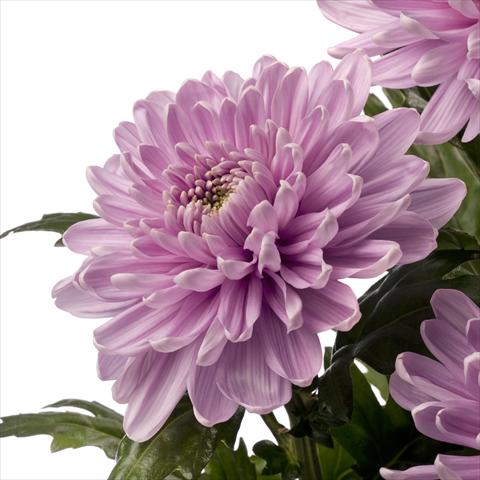 photo of flower to be used as:   Chrysanthemum Rossano Dark