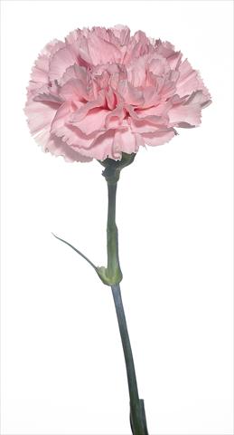 photo of flower to be used as: Cutflower Dianthus caryophyllus Bizet