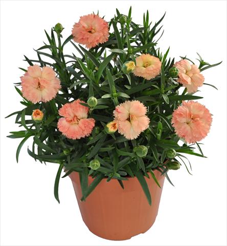 photo of flower to be used as: Basket / Pot Dianthus RE-AL® Capriccio Apricot