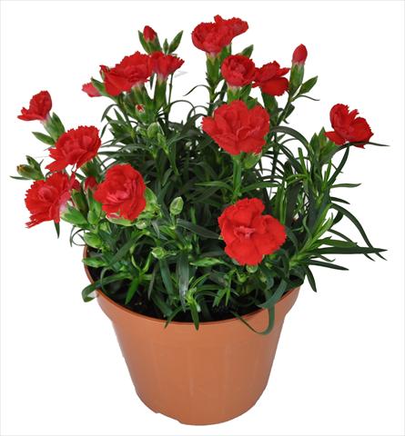 photo of flower to be used as: Basket / Pot Dianthus caryophyllus RE-AL® Capriccio Bright Red