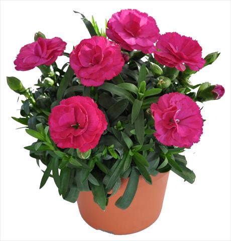 photo of flower to be used as: Basket / Pot Dianthus caryophyllus RE-AL® Capriccio Dark Pink