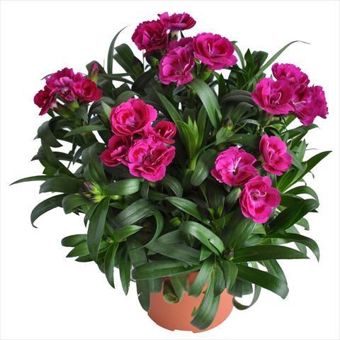 photo of flower to be used as: Basket / Pot Dianthus RE-AL® Capriccio Deep Fuxia