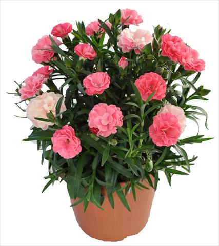 photo of flower to be used as: Basket / Pot Dianthus RE-AL® Capriccio Deep Pink
