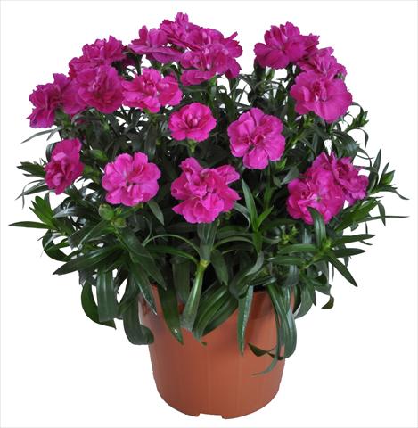photo of flower to be used as: Basket / Pot Dianthus RE-AL® Capriccio Fuxia