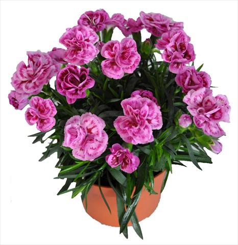 photo of flower to be used as: Basket / Pot Dianthus RE-AL® Capriccio Lilac Fantasy