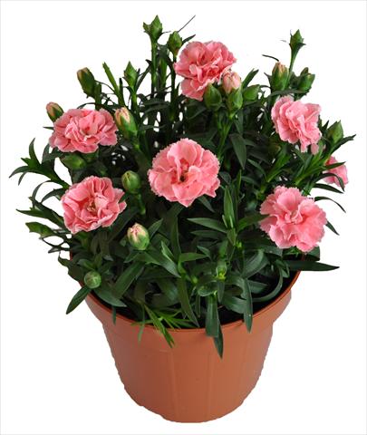 photo of flower to be used as: Basket / Pot Dianthus RE-AL® Capriccio Pink Fantasy