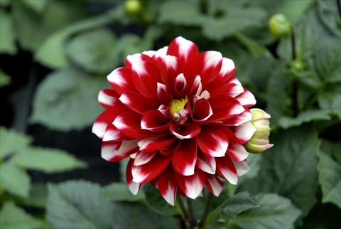 photo of flower to be used as: Pot and bedding Dahlia Dahlietta Surprise Becky