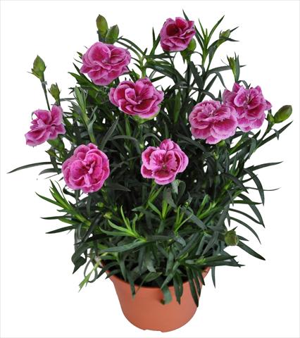 photo of flower to be used as: Basket / Pot Dianthus RE-AL® Capriccio Pink Fuxia